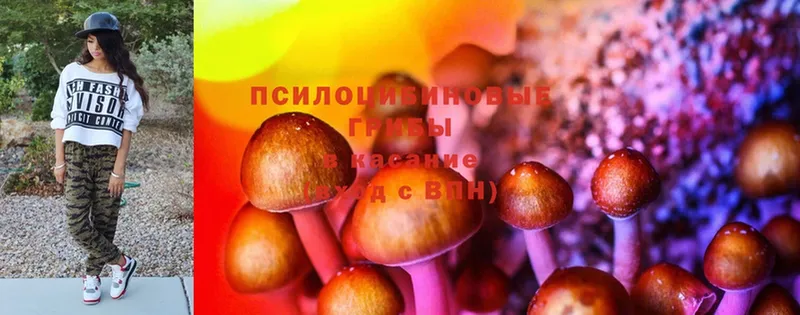 Галлюциногенные грибы Cubensis Змеиногорск