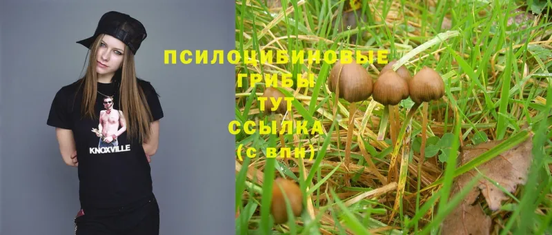 Псилоцибиновые грибы MAGIC MUSHROOMS  Змеиногорск 